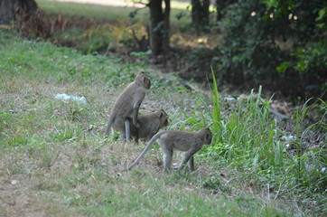 wild animal monkey asia mammal cambodia jungle
