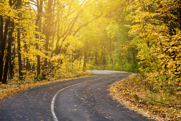 Fototapeta premium Sunny road in autumn forest