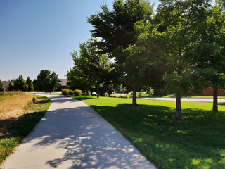 Tall Trees and Shadow on a Path