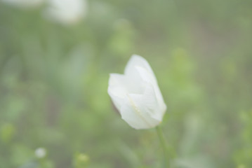 White Tulip