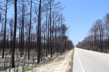 Burnt forest