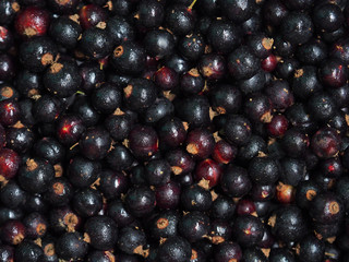Ribes nigrum. Fresh sweet blackcurrant background covered with tiny drops of water condensate. Close-up blackcurrant texture