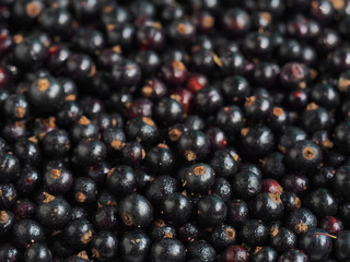 Ribes nigrum. Fresh sweet blackcurrant background covered with tiny drops of water condensate. Macro blackcurrant texture, selective focus