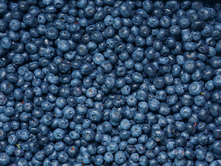 Vaccinium corymbosum, the northern highbush blueberry. Fresh sweet blueberry background. Close-up swamp huckleberry blue-black berry texture, surface