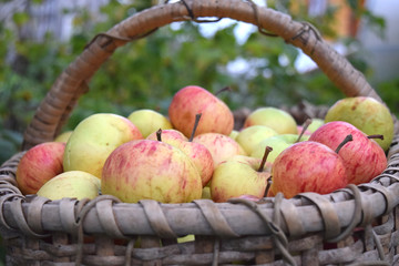 Autumn harvest concept Fresh green apples in the basket with garden on the background Rustic stlyle