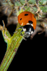 Ladybug on a thistle