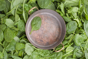 Many Fresh spinach leaves and an old vintage saucepan. Vitamins and health in food. Free space for...