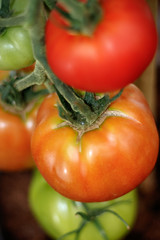 Ripening Tomatoes on the Vine