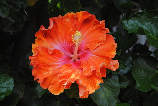 Flor de cores bonitas, flor aberta com petalas em cor de laranja, estilete comprido e estigmas amarelos, fundo escuro