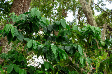 Obraz premium Arabian coffee plant (Coffea arabica), with green beans - Davie, Florida, USA