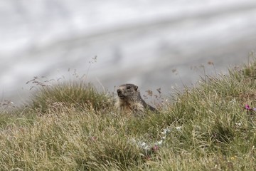 Alpine marmot (Marmota marmota)