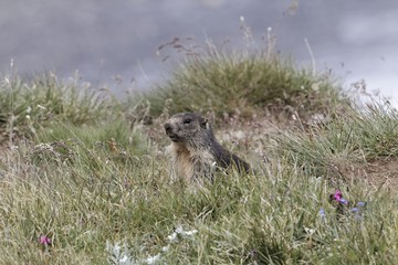 Alpine marmot (Marmota marmota)