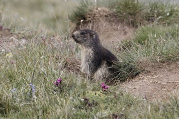 Alpine marmot (Marmota marmota)