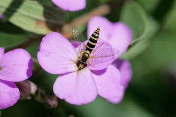 Female long hoverfly (Sphaerophoria scripta)