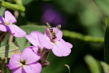 Female long hoverfly (Sphaerophoria scripta)