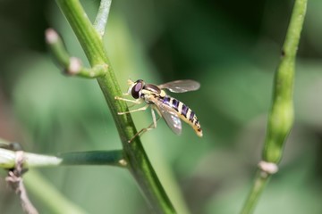 Female long hoverfly (Sphaerophoria scripta)
