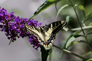 Common yellow swallowtail (Papilio machaon)