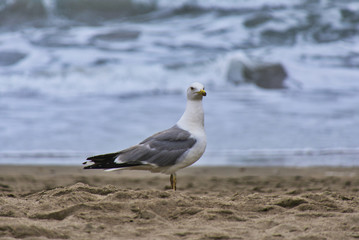 Gaviota