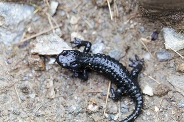 Alpine salamander (Salamandra atra)