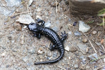Alpine salamander (Salamandra atra)