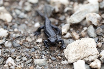 Alpine salamander (Salamandra atra)
