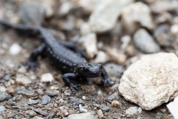 Alpine salamander (Salamandra atra)