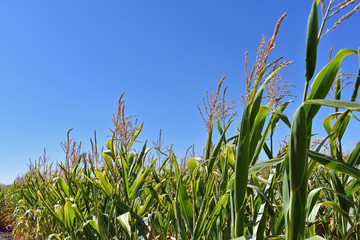 Cornstalks Against Blue Sky