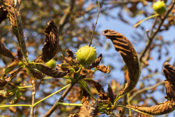 autumn tree chestnuts