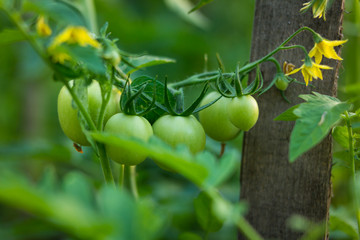 Green tomatoes in a garden