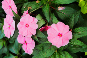 Pink flowers in Hong Kong Chin