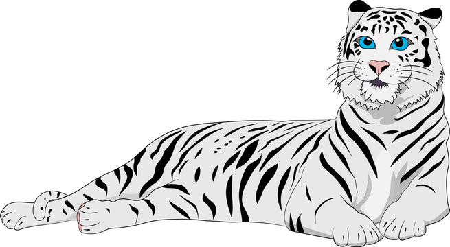 Cute white tiger on the white background