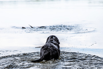 Fototapeta premium Duke