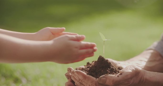 little girl taking small sprout from old man. generations helping each other. tradition, ecology, farming concept 4k