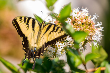 Obraz premium Eastern tiger swallowtail