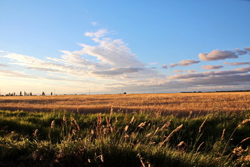 Природа Украины- вид поля пшеницы и берега Черного моря, вечер, заход солнца. Лето 2018
 - obrazy, fototapety, plakaty