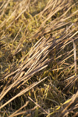 Rows of stubble