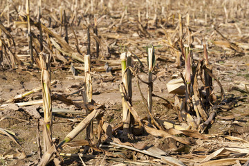 maize plants