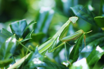 praying mantis