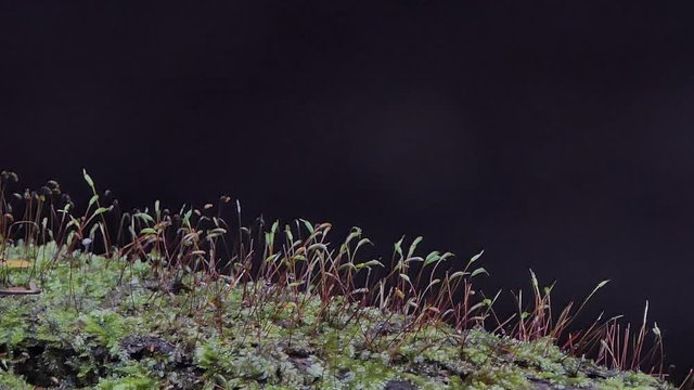 Mosses, Division Bryophyta, is small growing in damp or shady locations at tropical rain forest.
