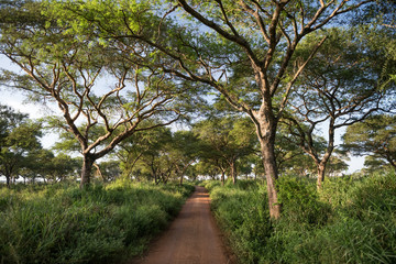 Obraz premium Red dirt road surrounded by acacia trees and tall grass in Murchinson Falls National Park in Uganda