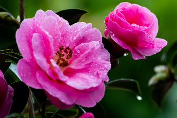 Rain drops on a pink flower