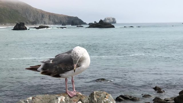 4K HD Video of California Gull preening and looking around on coastal rocks. The South Bay California gull population has grown from less than 1,000 breeding birds in 1982 to over 33,000 in 2006.