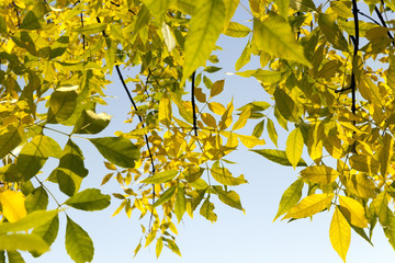 autumn trees top