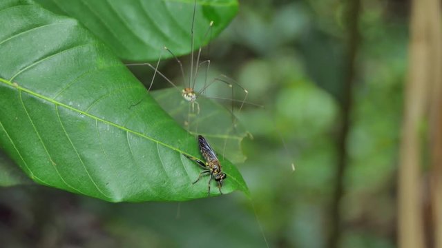 Harvestmen (Sclerosomatida) are tries catching Robber Fly (Asilidae) on leaves in tropical rain forest.