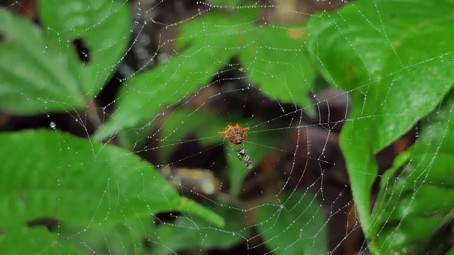 Spiders are catching insects on cobweb and eating in tropical rain forest.
