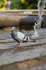 Pigeon is bathing in fountain on Plaza de Espana, Madrid, Spain