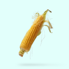 Corn on a light blue background