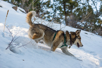 Husky Puppy Running Down a Snowy Hill