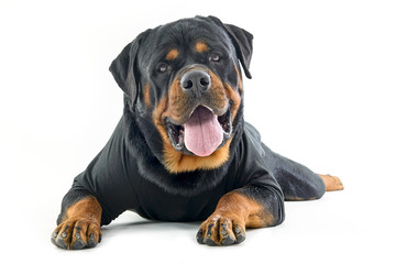 Obraz premium happy dog rottweiler lying down on white backgroung