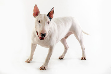 happy dog bull terrier standing on white background - obrazy, fototapety, plakaty